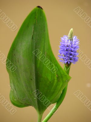 Pickerel Weed