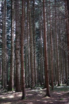 Route des sapins