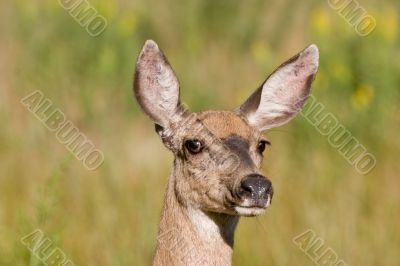 Doe Closeup Doe Closeup