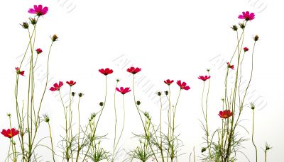 red flowers