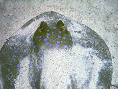 Snout of blue-spotted Ray