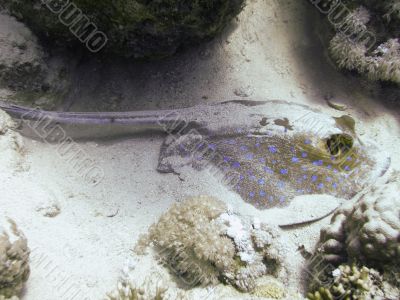 blue spotted stingray