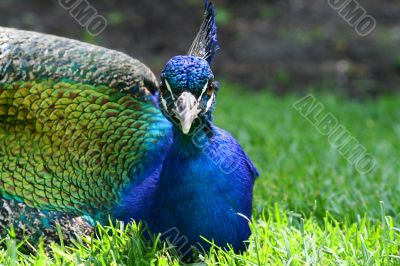 Peacock in the grass