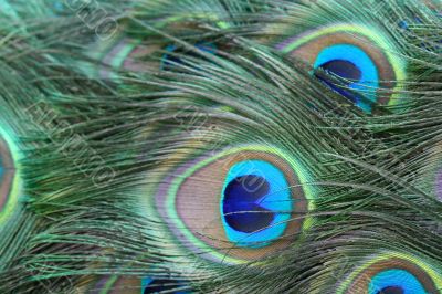 Peacock Tail Feathers