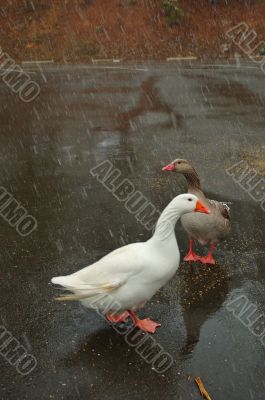 geese geese