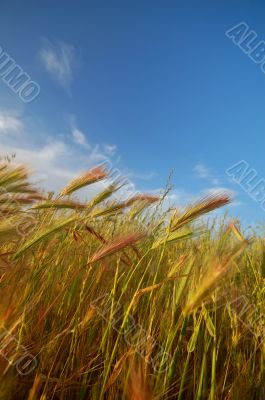 agricultural landscape