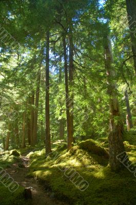 Trail in the forest