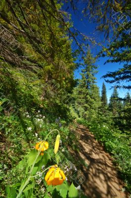 hiking trail in the mountains