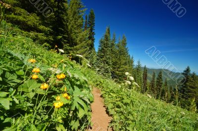 hiking trail in the mountains