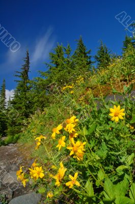 Mountain Meadow