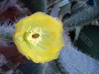 Cactus Flower