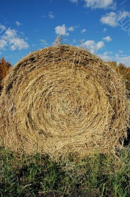 Hay Field