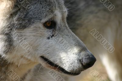 Wolf Portrait