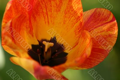 Orange Tulip