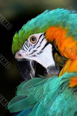 Parrot Parrot