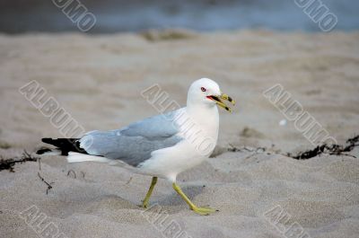 Beach Gull