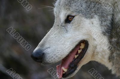 Smiling Wolf