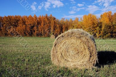 Hay Bale