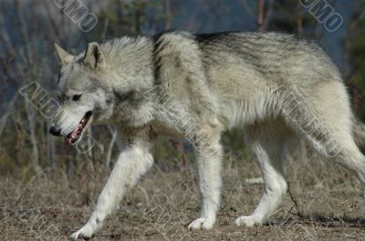 Walking Wolf