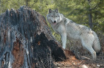 Wolf and Stump Wolf and Stump
