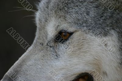Wolf Eye Wolf Eye