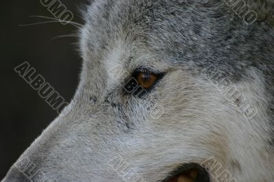 Wolf Eye