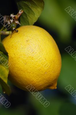 lemon lemon