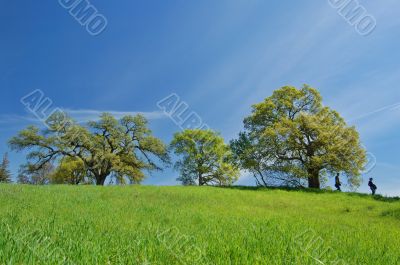 Oak Tree in spring