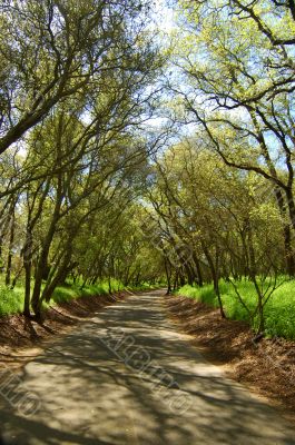 forest trail