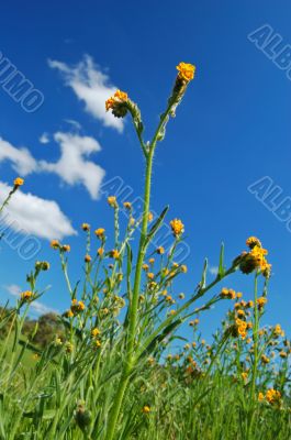 Mighty flower in springtime