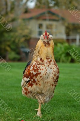chicken chicken