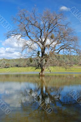 after the flood