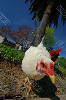 hen and rooster hen and rooster