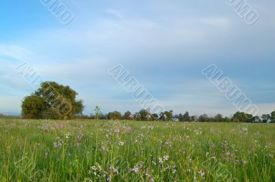 springtime meadow springtime meadow