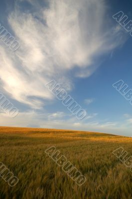 agricultural field