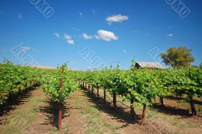Vineyard Landscape