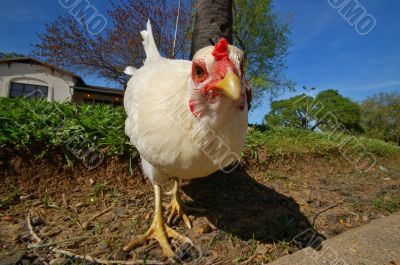 tyrannasaurus hen