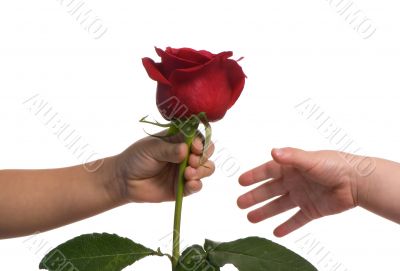 Sharing a rose 3 Sharing a rose 3