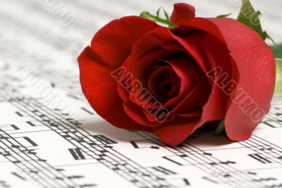 Rose Music 2