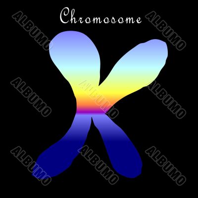 the x chromosome