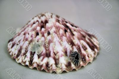 Sea shell