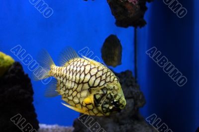 Pineapple fish