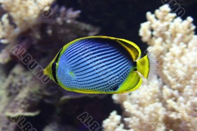 Black Backed Butterfly Fish