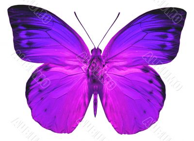 Colorful Butterflies