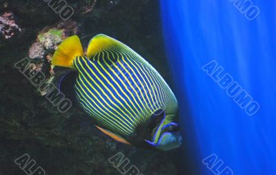 Emperor angelfish