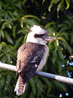 Kookaburra Kookaburra