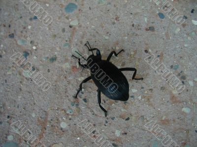 Black Beetle