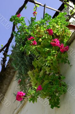 Hanging flowers