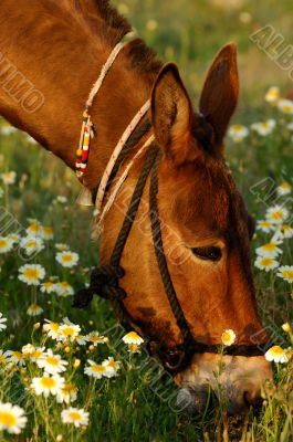 Mule eating Mule eating