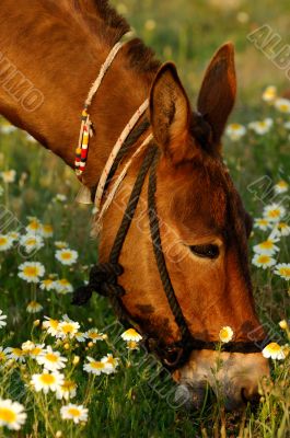 Mule eating